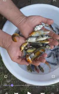 ماهی کوی رنگینکمان ماهی ها