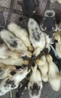 جوجه یک ماه اسرائیلی از مادر متولد شده