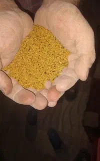 تخم یونجه