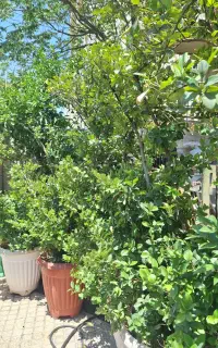 یاس هلندی