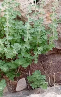 فروش آویشن کوهی