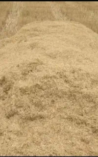 کاه گندم