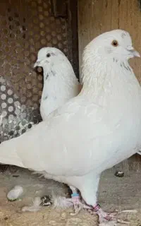 کفتر شازده اصل