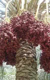 فروش خرما
