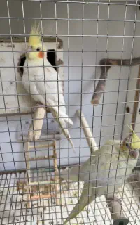عروس هلندی