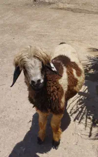 بره بختیاری