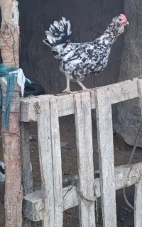 مرغ گلین