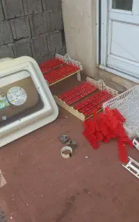 دستگاه جوجه کشی
