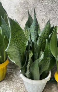 فروش تعدادی گل سانسوریا کراواتی و مهتابی