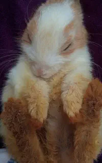 خرگوش