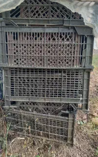 سبد گوجه درحدنو