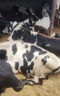 فروش گوساله درجه 1