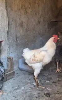 خروس محلی معاوضه
