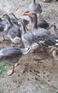 اردک پروازی و اسرائیلی  و جوجه غاز