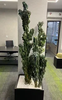 تولید وتوزیع انواع کاکتوس دکوراتیوی