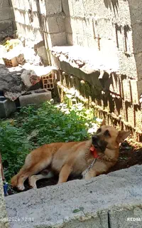سگ ژرمن نژاد دار