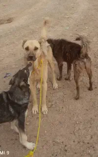 واگذاری سگ گله ای پژدر
