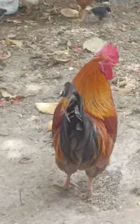 خروس فروشی