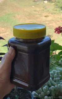 رب آلوچه وحشی