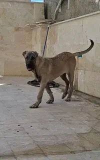 گمشده