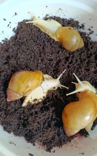 حلزون کلاژن