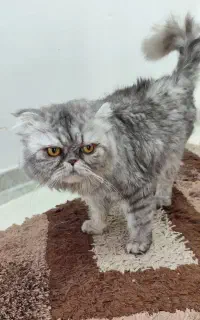 گربه نر
