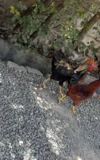 ۳عدد خروس جوان