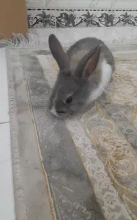خرگوش