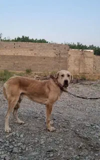 سگ گمشده
