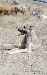 سگ سرابی ، سگ گله