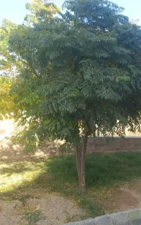 کارهای باغبانی و دیگر با اکیپ جوان