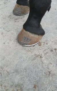 نعلبندی اسب