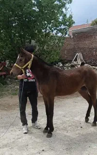 کره مادیان 23 ماه کره سناتور سرعین