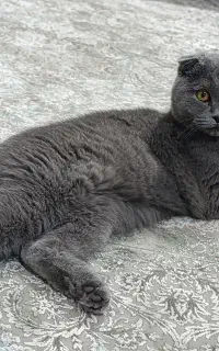 اسکاتیش بلو دوبل فولد شورت هیر ماده