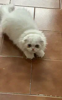 گربه پرشین اصیل