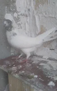 کله دار کاکلی ماده ...کله دم سبزنر. کااکلی