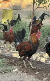 خروس گلین ومحلی اصل