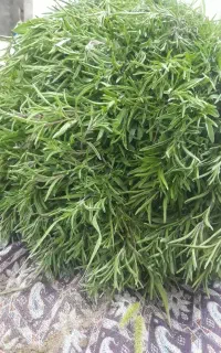 آبغوره  مرزه  پونه خشک  سبزی خورشتی آبغوره