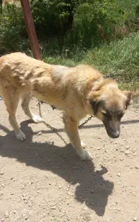 سگ ماده