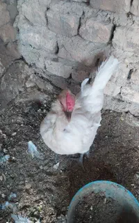 مرغ تخم گذار
