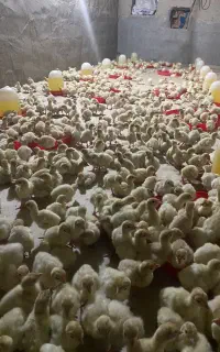 جوجه بوقلمون بیوتی گوشتی سنگین وزن