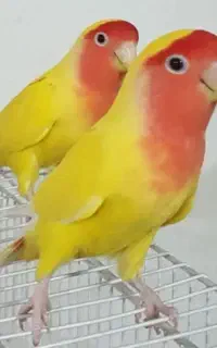جوجه15روزه‌سرلاکی‌کوتوله‌زردبرزیلی