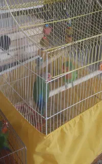 سلام دوجفت طوطی برزیلی نر وماده