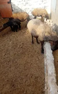 میش بره دار جوان دو دندان