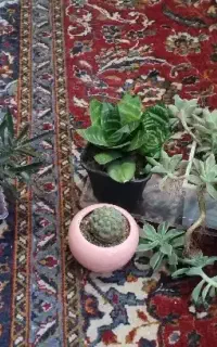 گل و گیاه