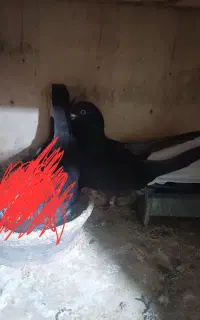 کفتر نر