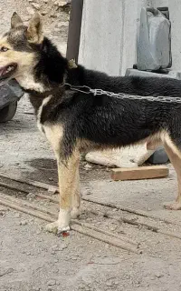 سگ هاسکی