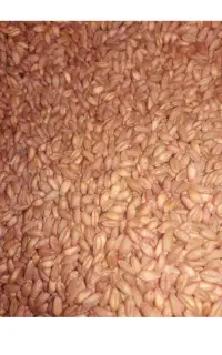 گندم برای بذر  سهم خورده و بوجار شده