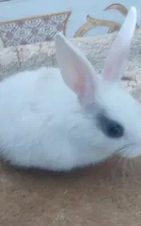 خرگوش خوشگل