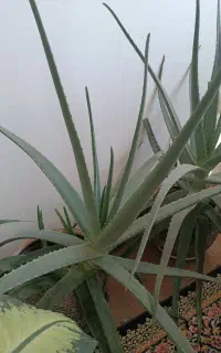 گل الوورا